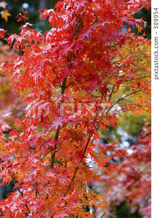 高野山秋葉 高野山秋葉 389954