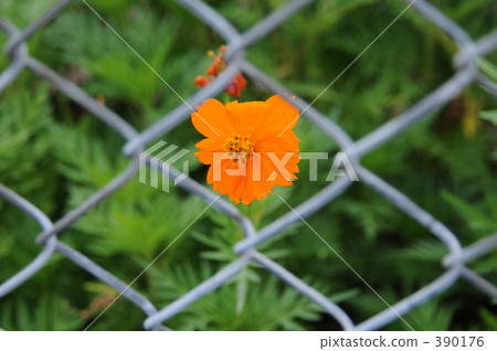 在鐵絲網上的花 390176