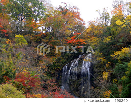 Shirataki秋葉 390240