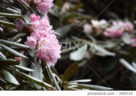 Sacrificial flowers 390314