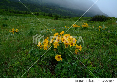 Flowers 390467