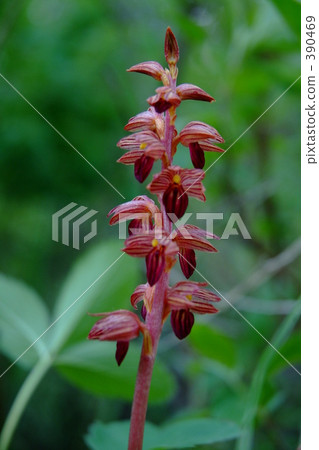 Flowers 390469