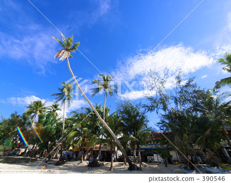 Palm and blue sky Palm and blue sky 390546