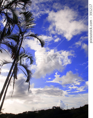 Sky and Palm 391217