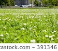 Lawn 391346