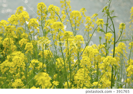 Rape blossoms 391765