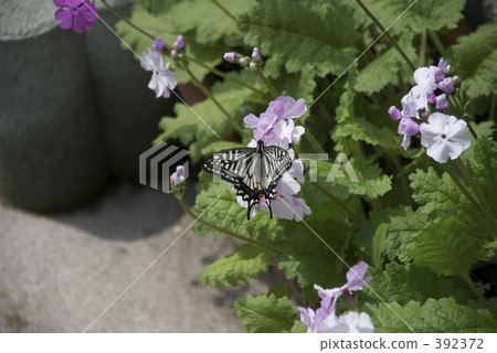 Swallowtail Butterfly 1 392372