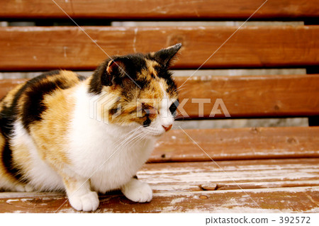 I will take a break on the bench ~ 392572