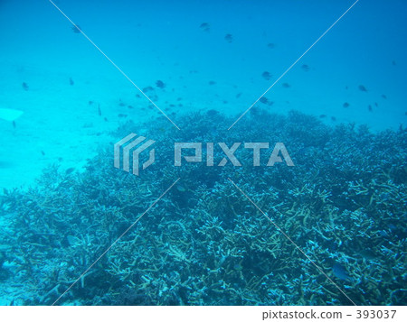 Seafloor 393037