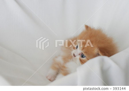 Kittens Photo Kittens Photo 393144