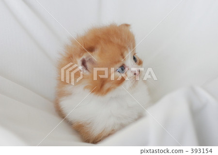 小貓照片 393154