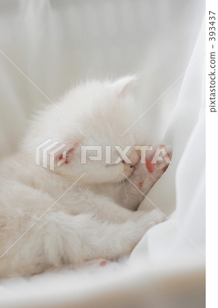 Kittens Photo 393437