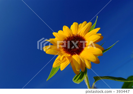 sunflower	 393447