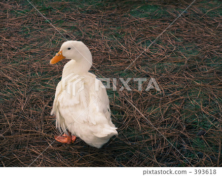 duck 393618