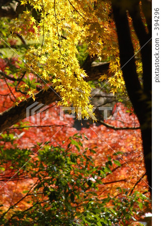 Autumn leaves 394296