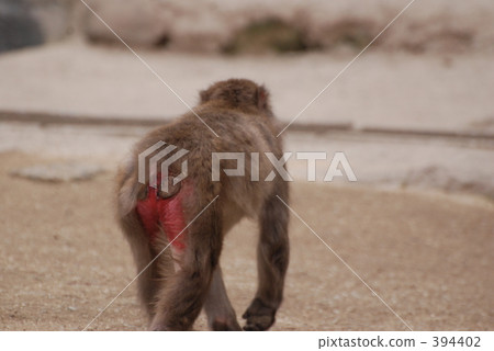 A monkey 394402