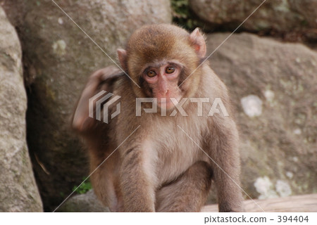 A monkey 394404