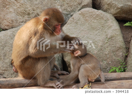 A monkey A monkey 394418