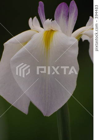 虹膜 虹膜 394483