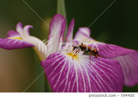 虹膜 虹膜 394488