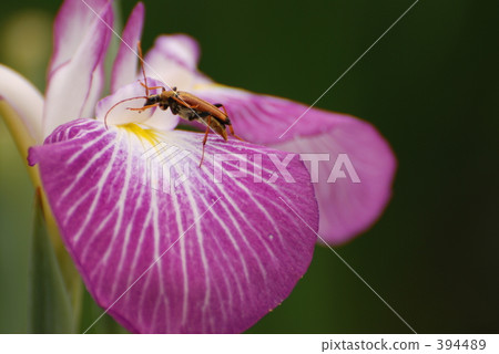 虹膜 虹膜 394489