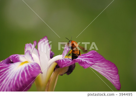 虹膜 虹膜 394495