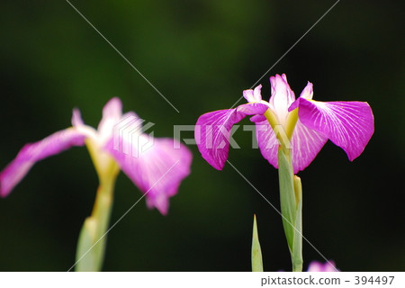 虹膜 虹膜 394497