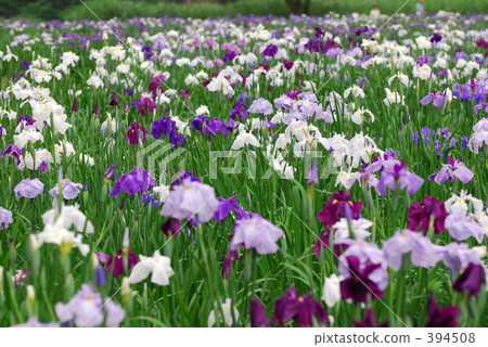 虹膜 虹膜 394508