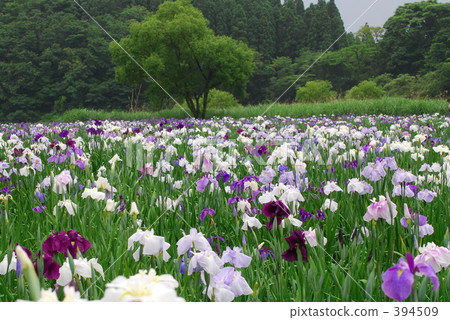 虹膜 虹膜 394509