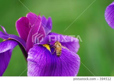 虹膜 虹膜 394512