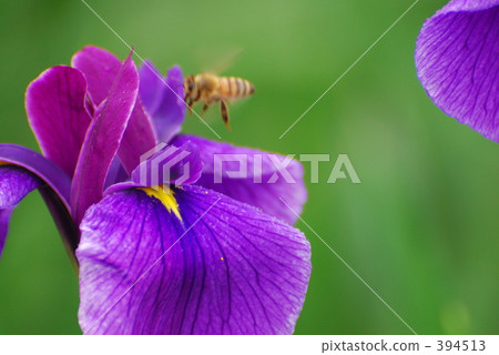 虹膜 虹膜 394513