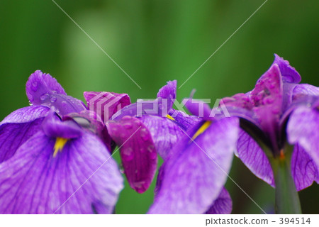 虹膜 虹膜 394514