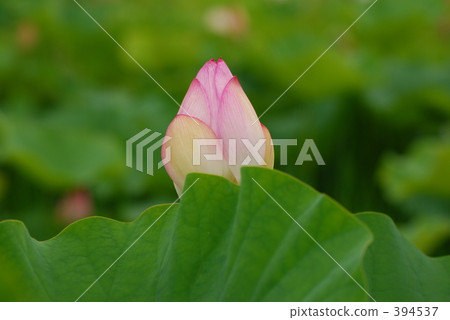 蓮花 394537