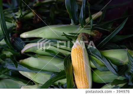 Morning-harvested corn Morning-harvested corn 394976
