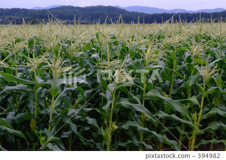 Corn field 394982