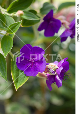 Purple Konno peony 395000