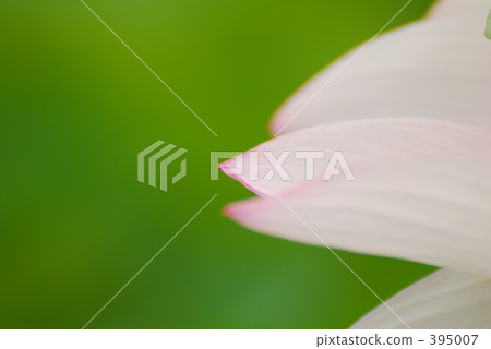 蓮花 蓮花 395007