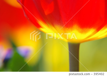 Light tulip 395402