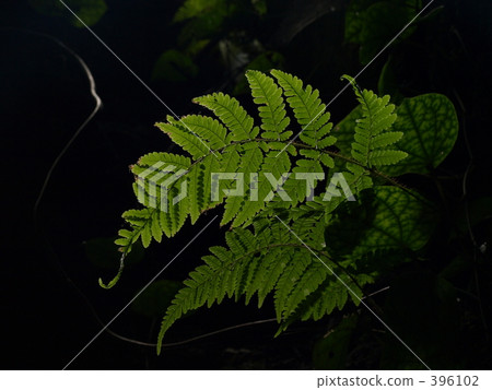 Fern 396102
