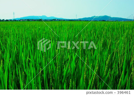 小町之花 小町之花 396461