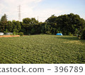 Vegetable field 396789