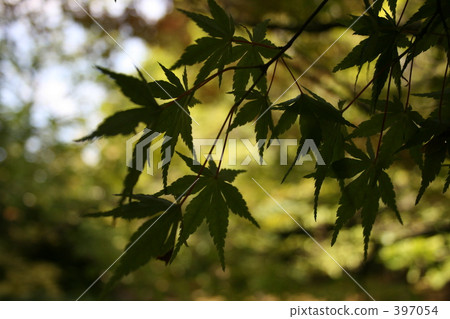 Autumn leaves (to look out) Autumn leaves (to look out) 397054