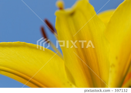 Yellow lily Yellow lily 397132