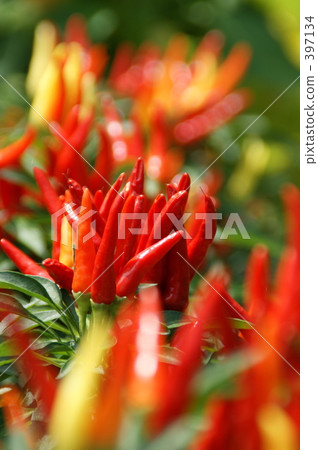 Capsicum Capsicum 397134