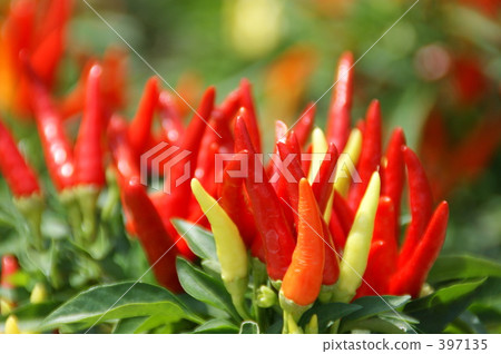 Capsicum 397135