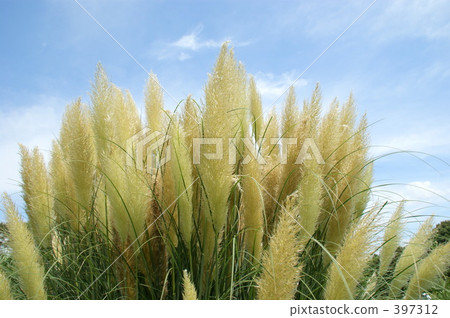 秋季 秋季 397312