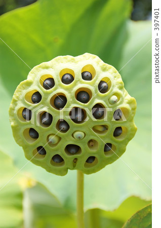 蓮子 蓮子 397401