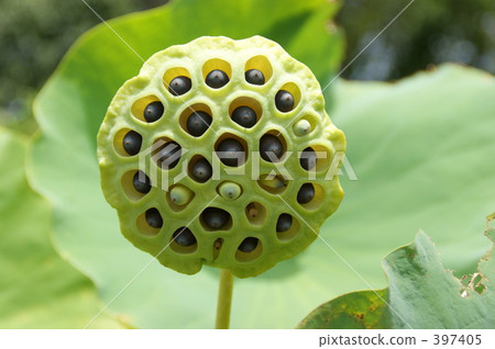 蓮子 蓮子 397405