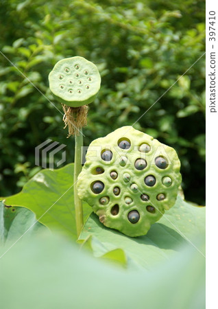 Lotus fruit Lotus fruit 397410