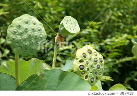 Lotus fruit Lotus fruit 397419